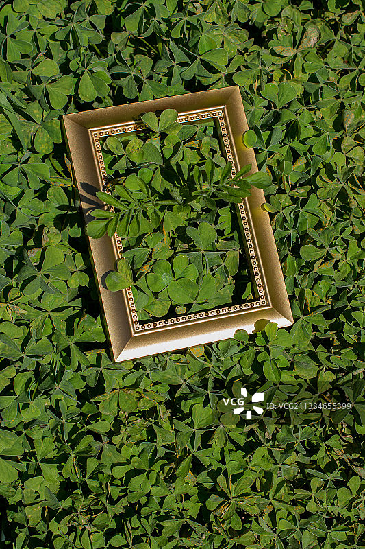 绿色背景上的空白木制相框图片素材