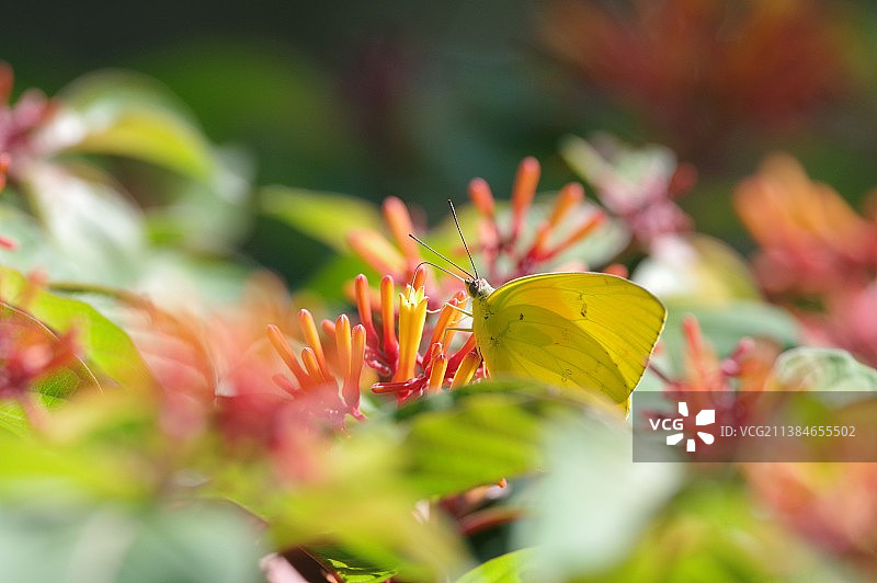 蝴蝶在植物上的特写图片素材