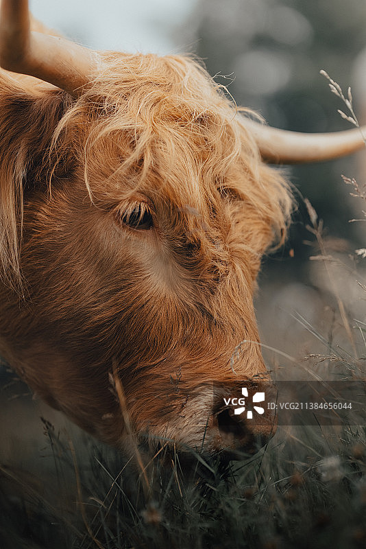 挪威田野上的牛特写图片素材