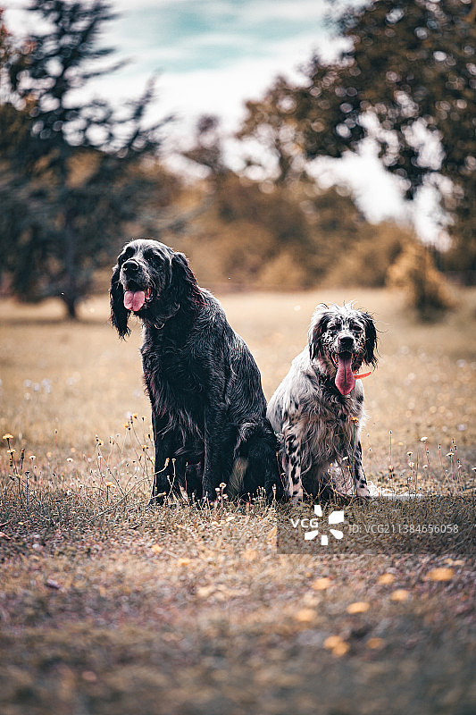 在法国巴黎的田野里看着镜头的两只狗的肖像图片素材