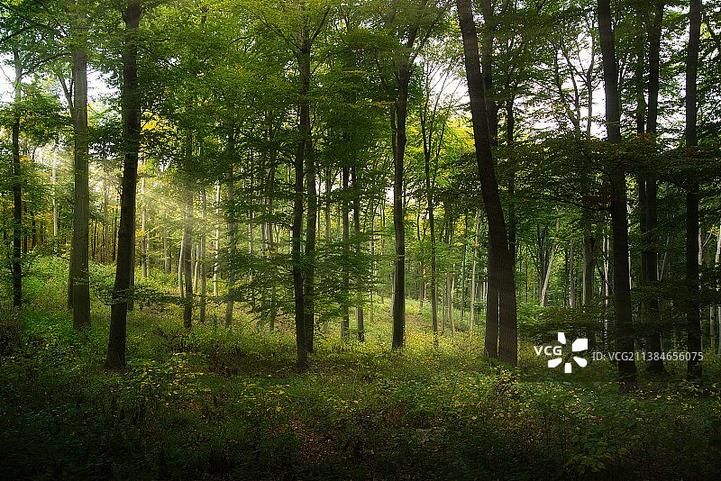 如童话般梦幻的秋日魔法森林图片素材