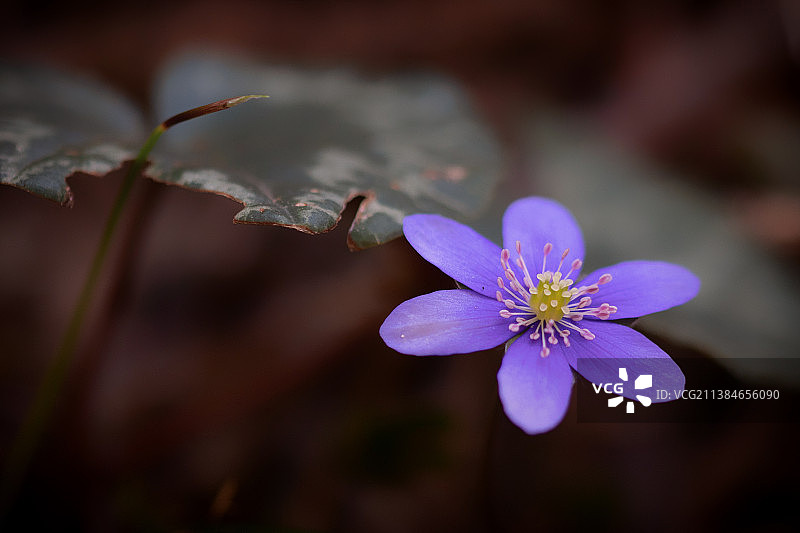 紫色开花植物特写，奥地利沃尔夫斯贝格图片素材