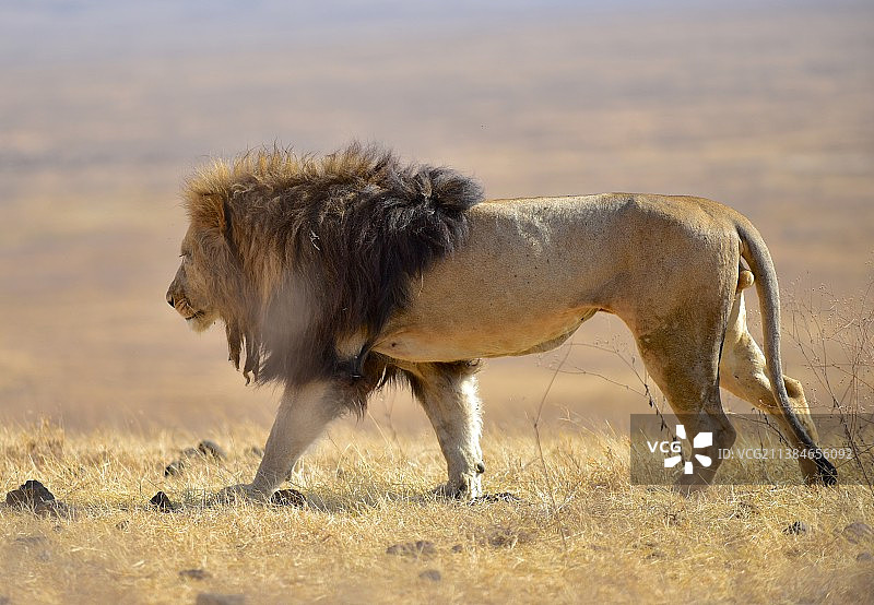 恩戈罗恩戈罗火山口坦桑尼亚草原上行走的狮子侧视图图片素材