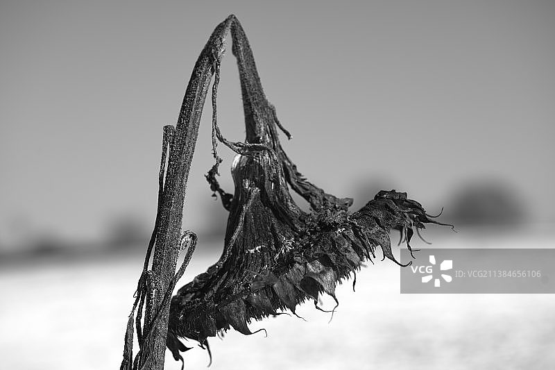 天空背景下的枯萎植物特写图片素材