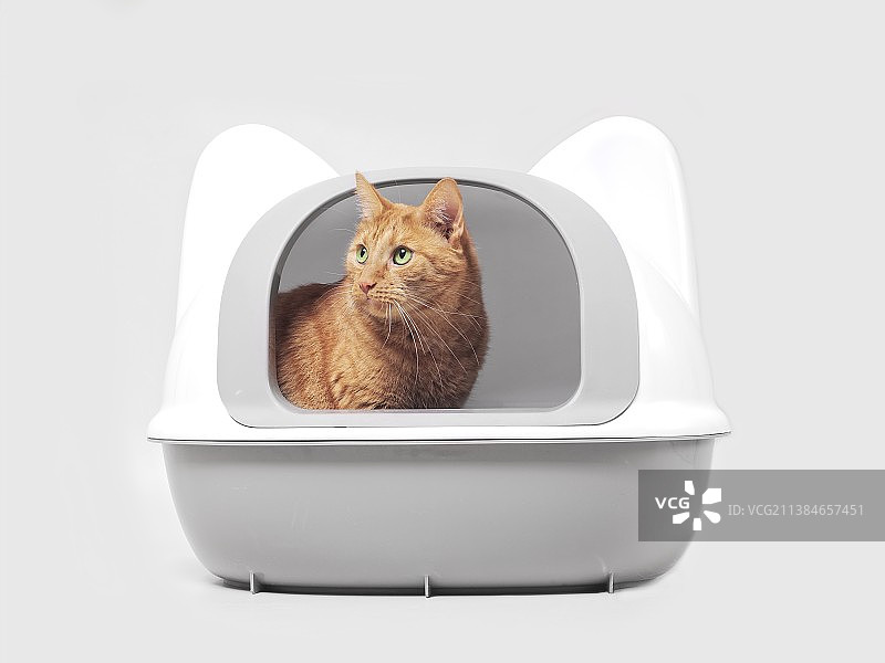 姜黄色猫咪坐在猫砂盆里，看向远方图片素材