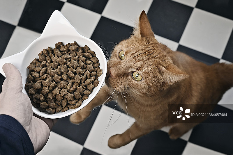 有趣的姜黄色猫坐起来乞讨食物，德国图片素材