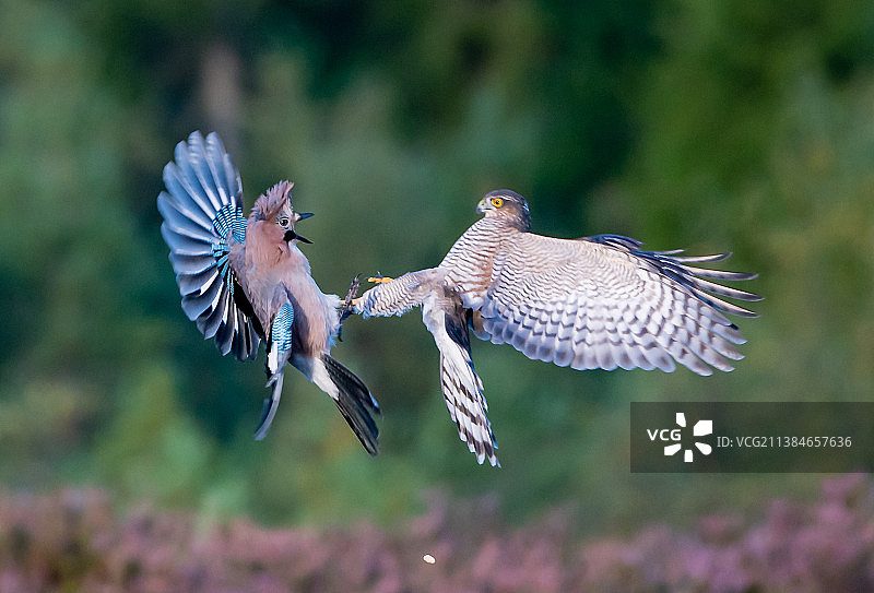 两只鸟在绿色模糊背景下打斗的特写图片素材