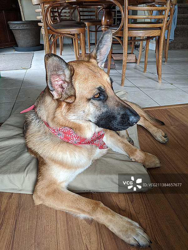 纯种犬坐在家中沙发上的高角度视图，加拿大安大略省埃洛拉图片素材