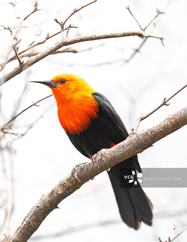 栖息在树枝上的热带美洲咬鹃特写，美国图片素材