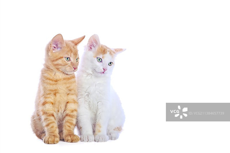 两只在白色背景下玩耍的小猫（德国）图片素材