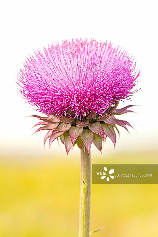 奶蓟特写，美国犹他州科尔维尔图片素材