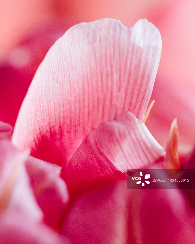 郁金香和粉色玫瑰花朵特写图片素材