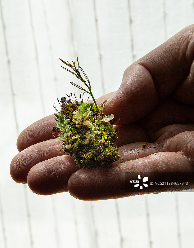 手中的自然：手持植物，萨格勒布，克罗地亚图片素材