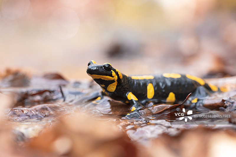 火蜥蜴特写，罗马尼亚图片素材