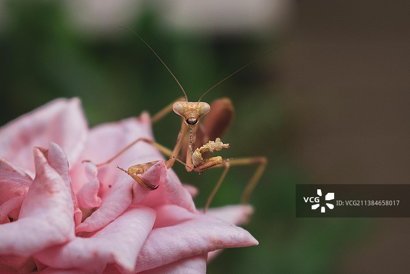 昆虫在花上的特写图片素材