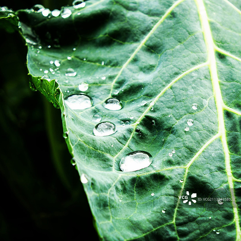 带有雨滴的叶子，叶子上的雨滴特写图片素材