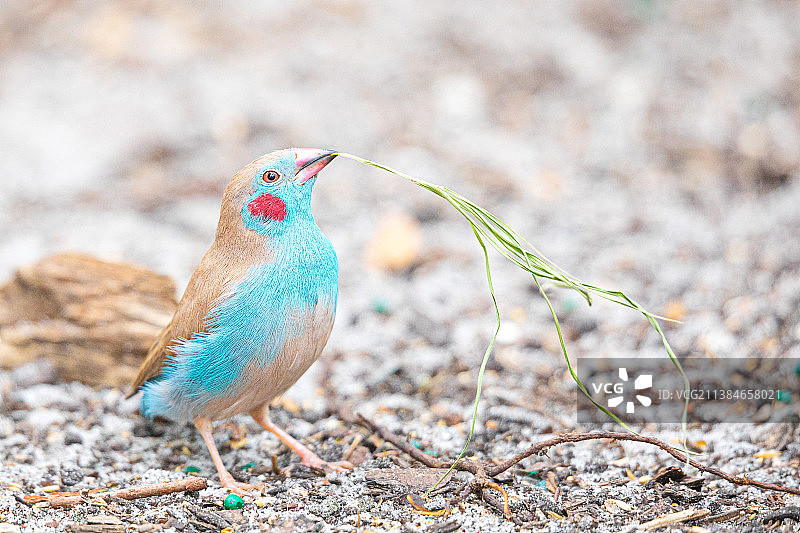 栖息在美国佛罗里达州椰子溪田野上的热带鸟类特写图片素材