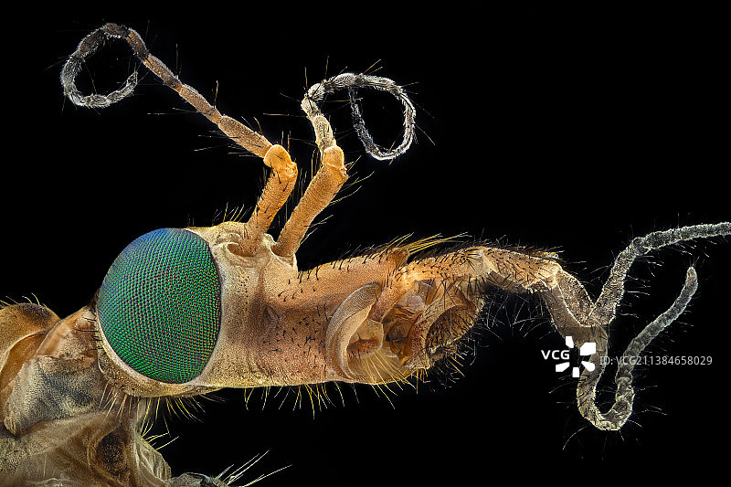 昆虫在植物上特写，黑色背景图片素材