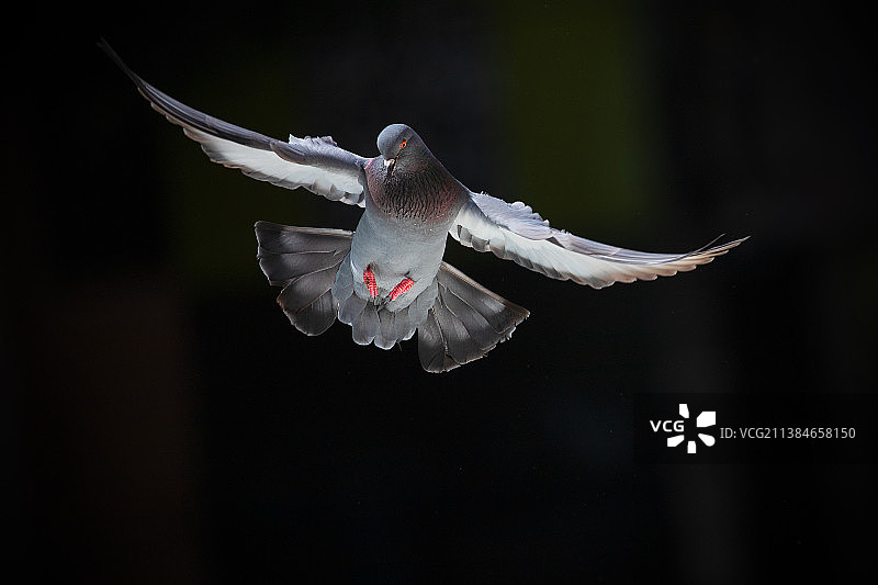 户外飞翔的鸽子特写图片素材