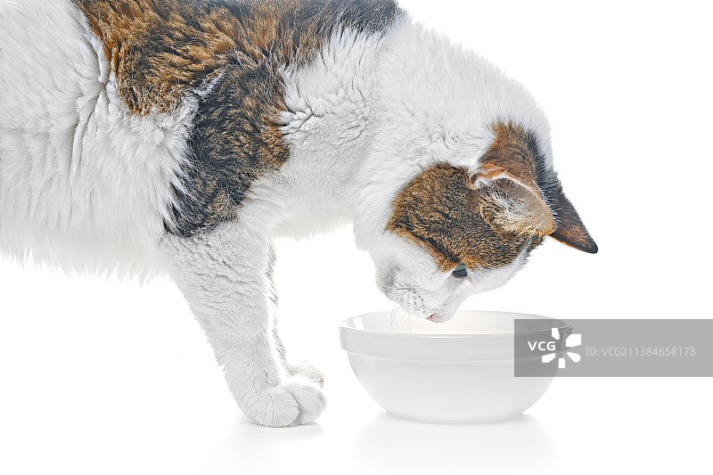 好奇地看着食物碗的饥饿的猫图片素材