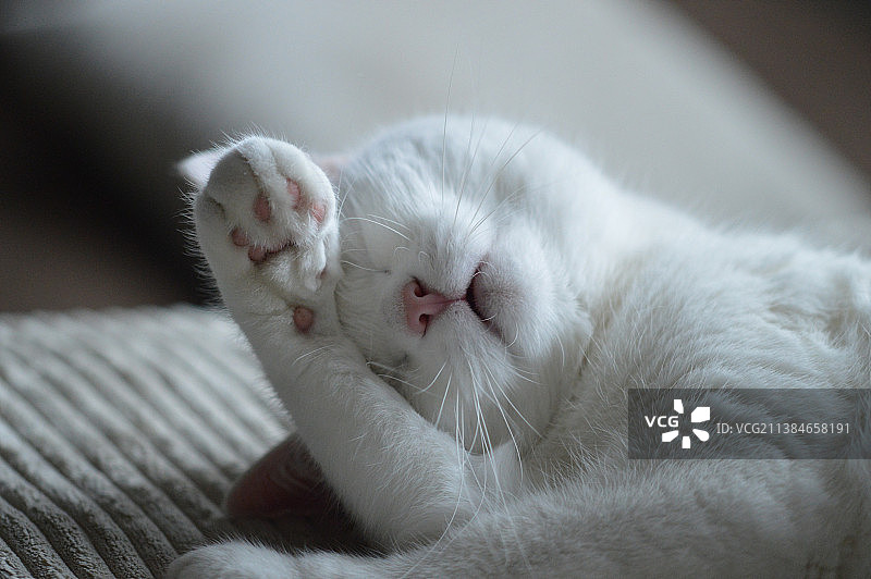 猫咪睡眠特写图片素材