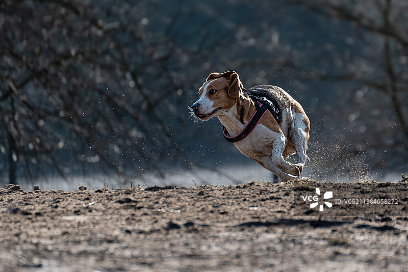 在田野上奔跑的比格犬侧面图图片素材