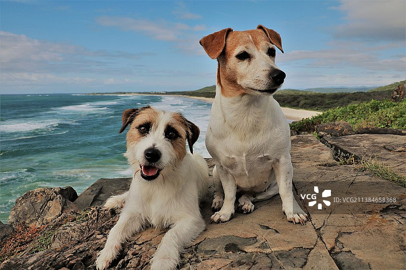 杰克罗素梗犬肖像：坐在澳大利亚新南威尔士州卡巴里塔海滩岩石上的狗图片素材