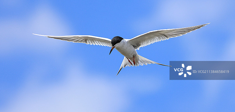 蓝天下燕鸥飞翔的低角度景观图片素材