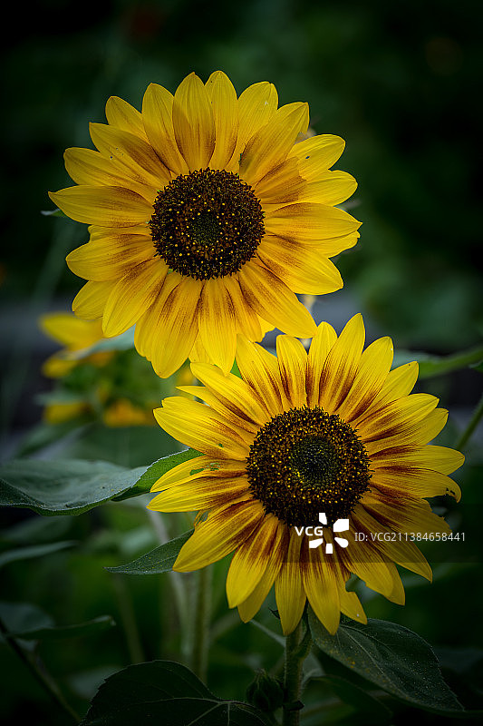 纳帕县的向日葵特写，美国加利福尼亚州图片素材