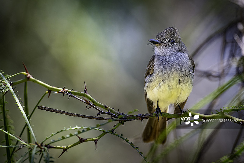 特写：歌霸鹟栖息在厄瓜多尔的树枝上图片素材
