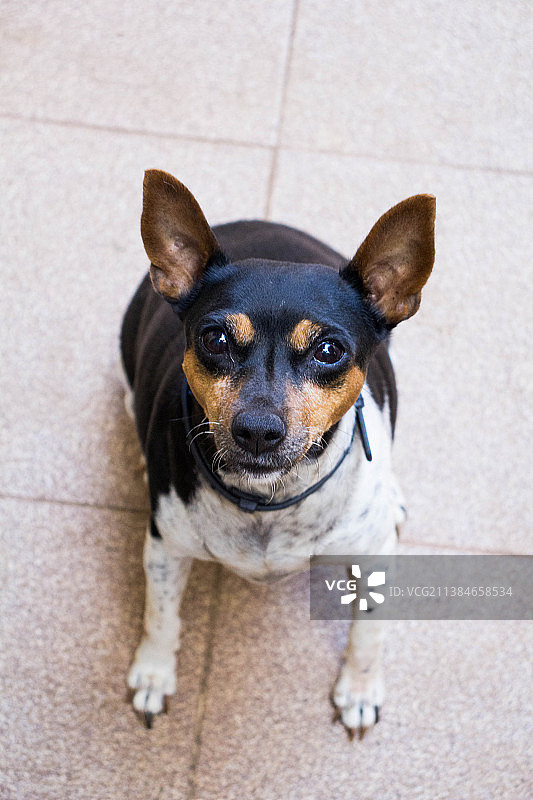 小型迷你杜宾犬坐在人行道上的高角度肖像图片素材