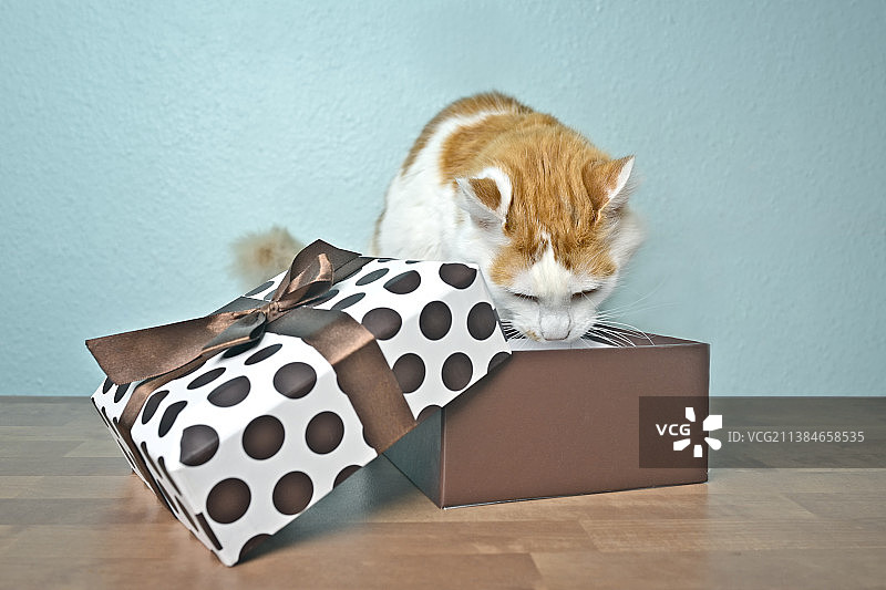 滑稽的长毛猫好奇地看着打开的礼品盒，德国图片素材