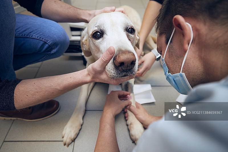 动物医院里的老狗，年轻兽医检查拉布拉多犬图片素材