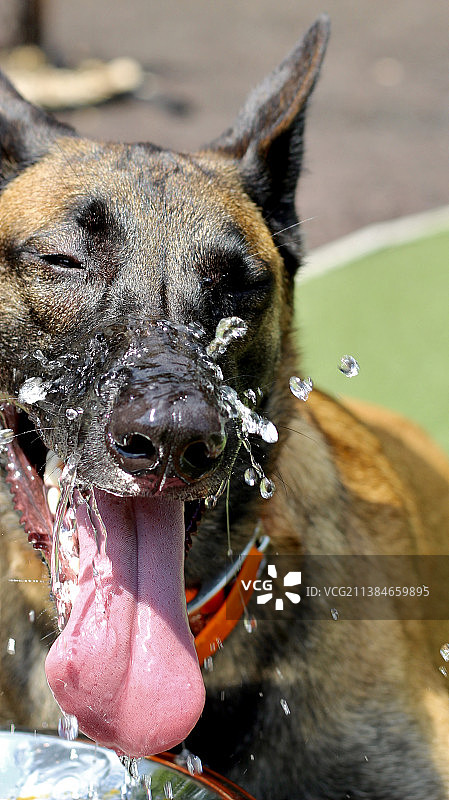白天试图喝水时吐舌头的狗的特写图片素材