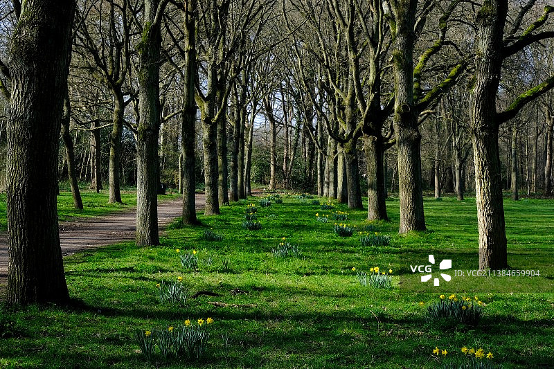 荷兰比克斯泰恩公园森林树木图片素材