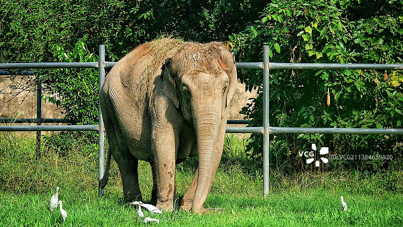 在围栏里的田野上摆姿势拍照的大象图片素材