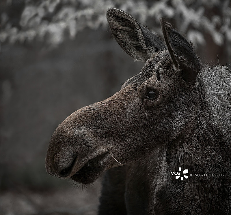 加拿大阿尔冈金公园驴子特写图片素材