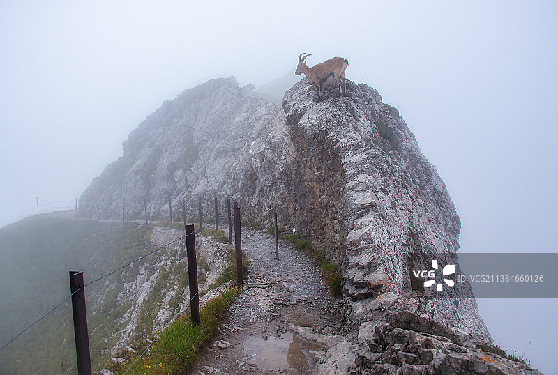 雾天时山羊站在悬崖上的荒野景色，黑尔基斯维尔，瑞士图片素材