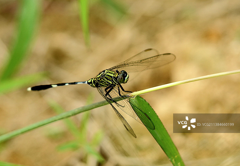 蜻蜓在植物上的特写图片素材