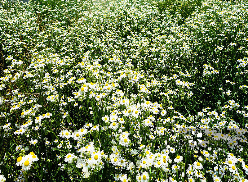 雏菊花海，田野上开满鲜花图片素材