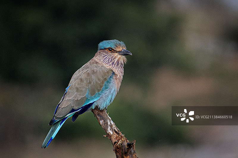 树枝上的鸟类特写，丁香花特写图片素材