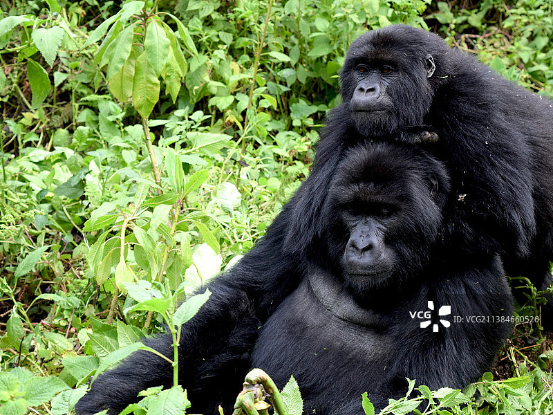 卢旺达的山地大猩猩，可爱的日本猕猴图片素材