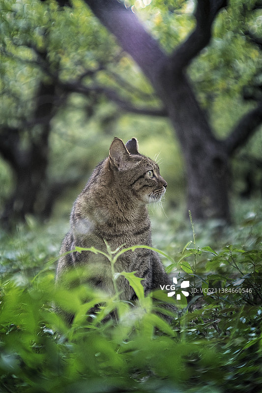 森林猫，猫坐在田野的侧面视图图片素材