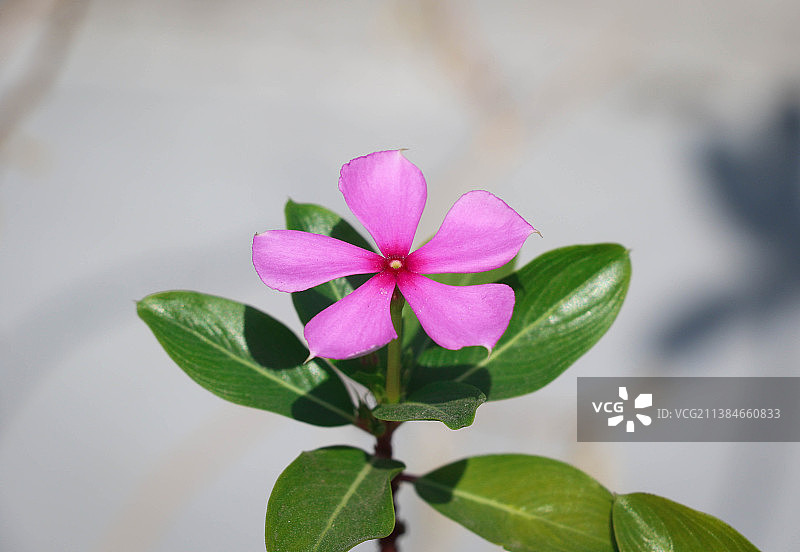 粉色植物特写，达卡，孟加拉国图片素材
