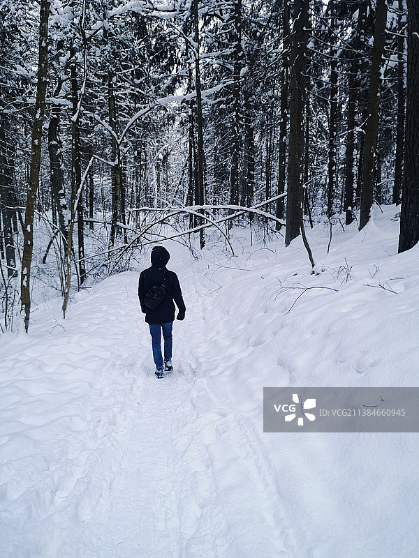 男人穿着带帽夹克走过冬季森林的背影，维尔纽斯，立陶宛图片素材