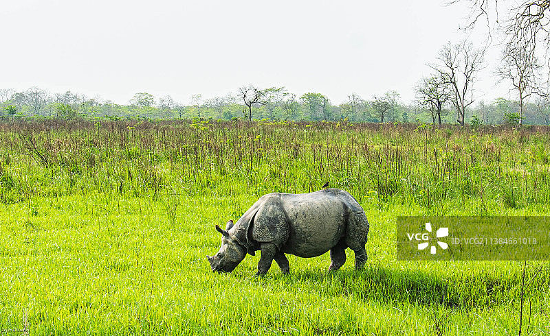 卡齐兰加国家公园独角犀牛侧视图，阿萨姆邦，印度图片素材