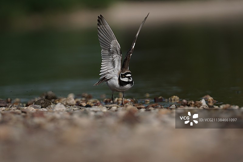 飞越湖面的千鸟特写图片素材