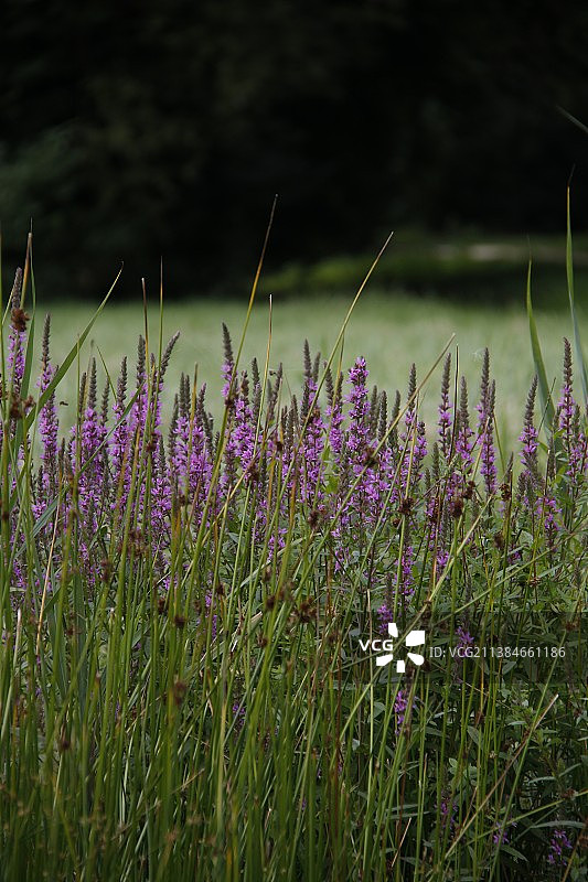 田野上紫色开花植物的特写图片素材