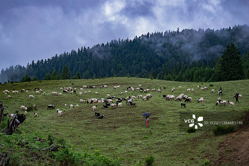 绵羊 grazing，尼泊尔田野奶牛 grazing 高角度视图图片素材