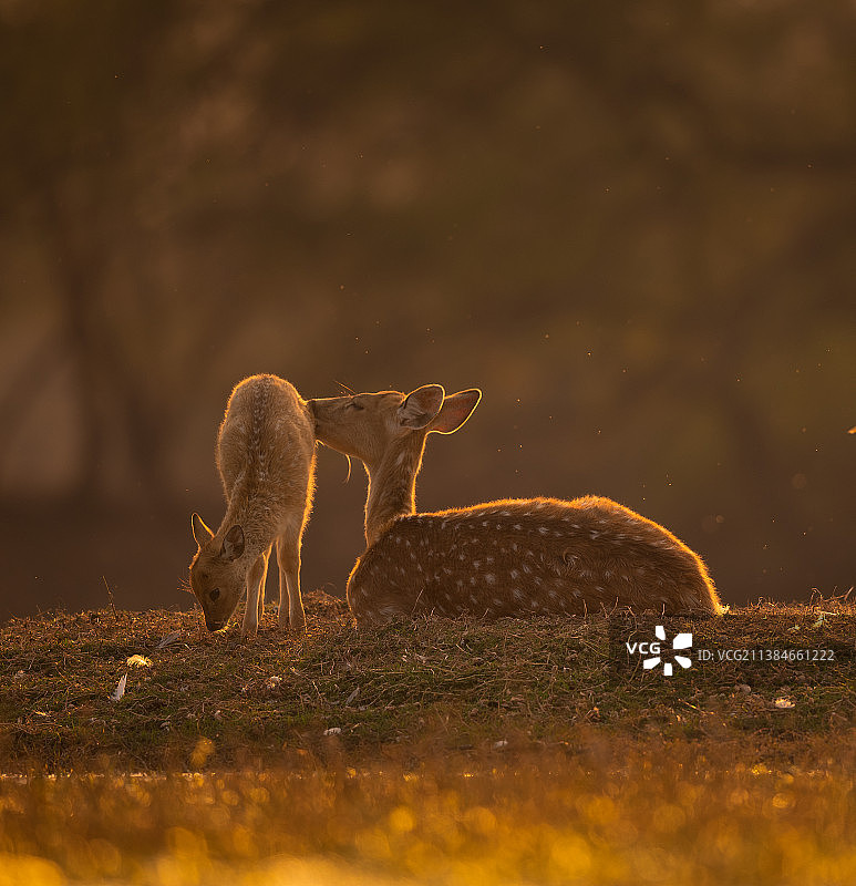 母爱：原野上的鹿与小鹿图片素材